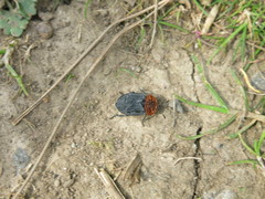 Oiceoptoma thoracicum