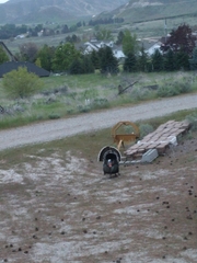 Meleagris gallopavo merriami