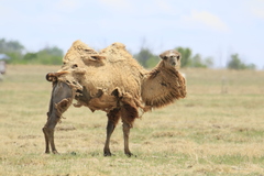 Camelus
