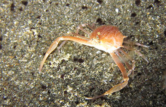 Arcania undecimspinosa
