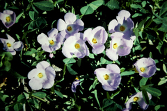 Elacholoma prostrata