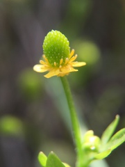 Ranunculus sceleratus