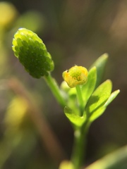 Ranunculus sceleratus