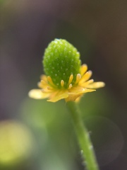 Ranunculus sceleratus