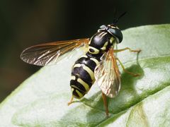 Chrysotoxum elegans