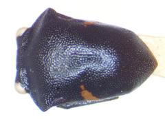 Tragopini