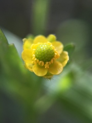 Ranunculus sceleratus