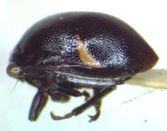 Tragopini