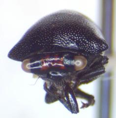 Tragopini