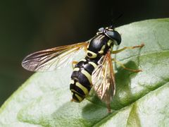 Chrysotoxum elegans