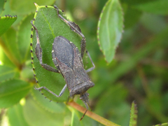 Leptoglossus chilensis