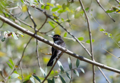 Knipolegus cyanirostris