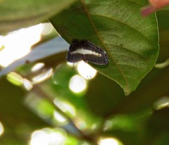 Nymphidium baeotia