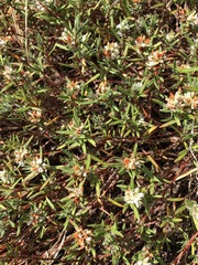 Polygonum paronychia