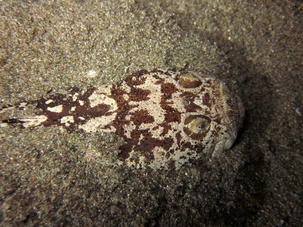 Marbled Stargazer