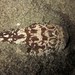 Uranoscopus bicinctus - Photo (c) Terry Gosliner, algunos derechos reservados (CC BY-NC-SA), subido por Terry Gosliner