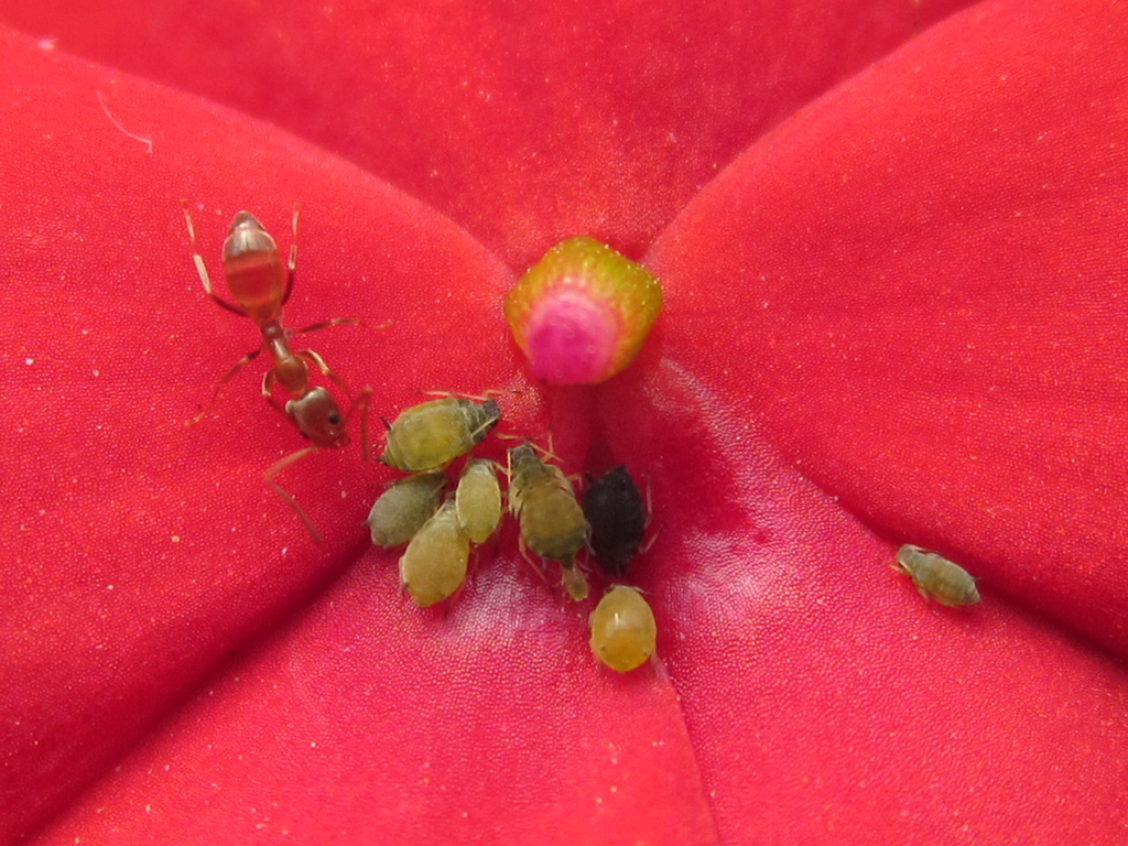 Argentine ant (Linepithema humile)
