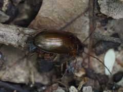Gonodera luperus