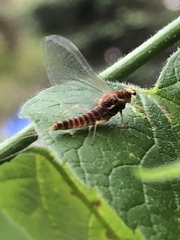Ephemerella invaria