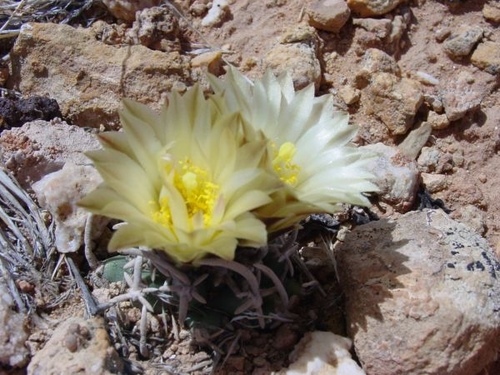Pediocactus peeblesianus (Croizat) L.D.Benson