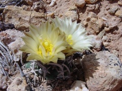 Pediocactus peeblesianus fickeiseniae