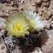 Fickeisen Plains Cactus - Photo (c) Christian Nunes, some rights reserved (CC BY-NC), uploaded by Christian Nunes