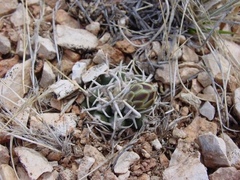 Pediocactus peeblesianus fickeiseniae
