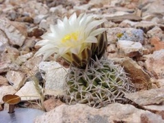 Pediocactus peeblesianus fickeiseniae
