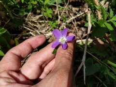 Viola novae-angliae