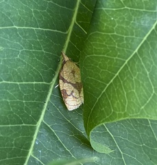 Cenopis reticulatana