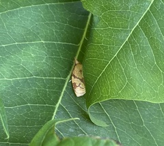 Cenopis reticulatana