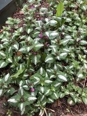 Lamium maculatum
