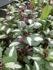 Lamium maculatum