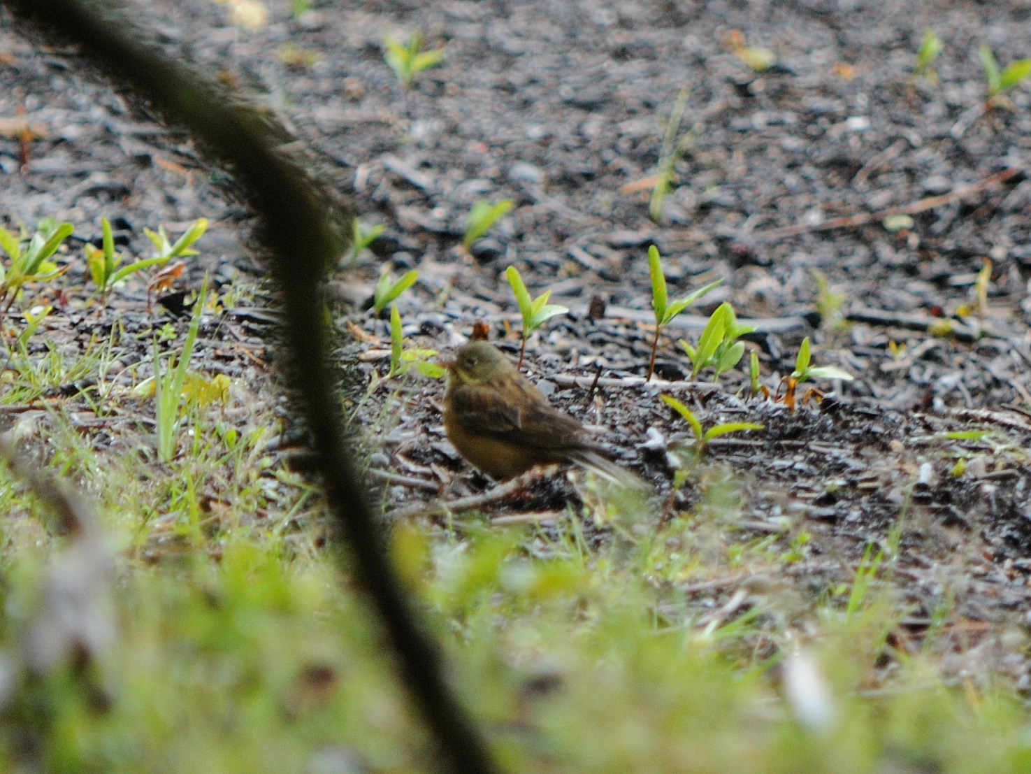 Ortolan Bunting