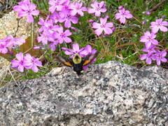 Proserpinus flavofasciata