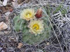 Pediocactus paradinei