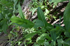 Asclepias exaltata
