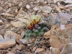 Pediocactus paradinei