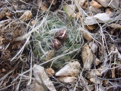 Pediocactus paradinei