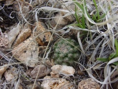 Pediocactus paradinei