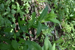 Asclepias exaltata