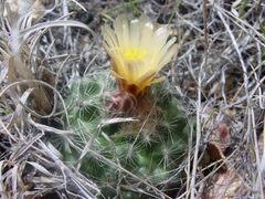 Pediocactus paradinei
