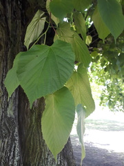 Tilia cordata