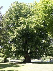 Tilia cordata