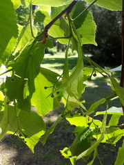 Tilia cordata