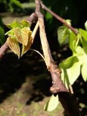 Tilia cordata