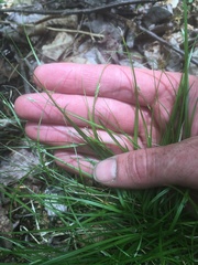Carex trisperma