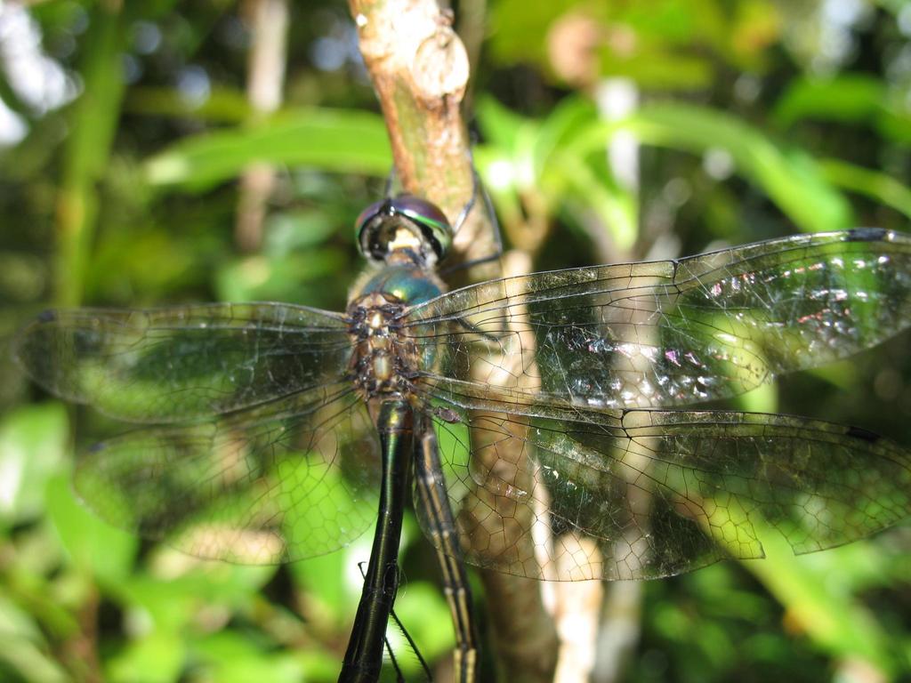 Hemicordulia mindana