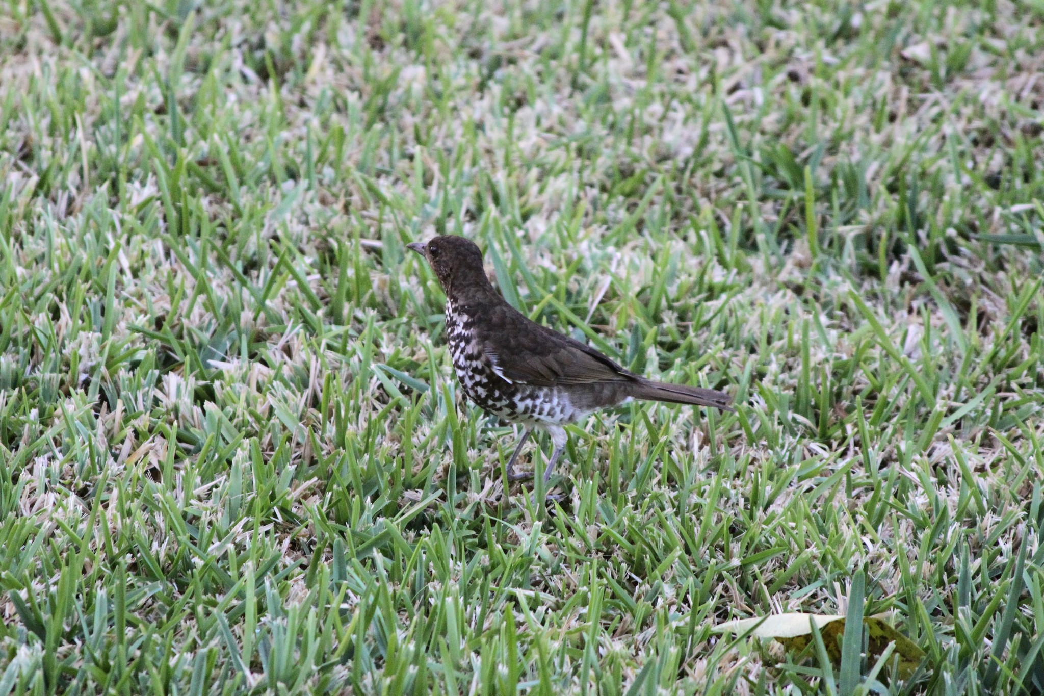 Maranon Thrush (Turdus maranonicus), photo 6