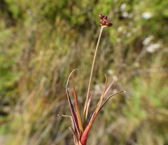 Juncus antarcticus